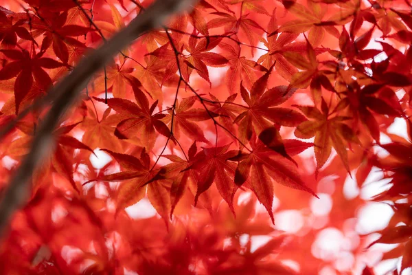 Φθινοπωρινά Φύλλα Στο Χοκάιντο — Φωτογραφία Αρχείου
