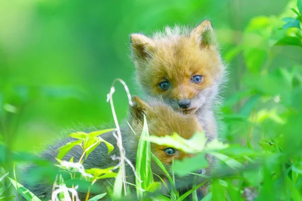 Raposa Criança Hokkaido Japão — Fotografia de Stock