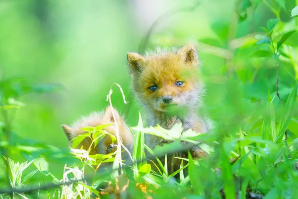 Dětská Liška Hokkaido Japonsku — Stock fotografie