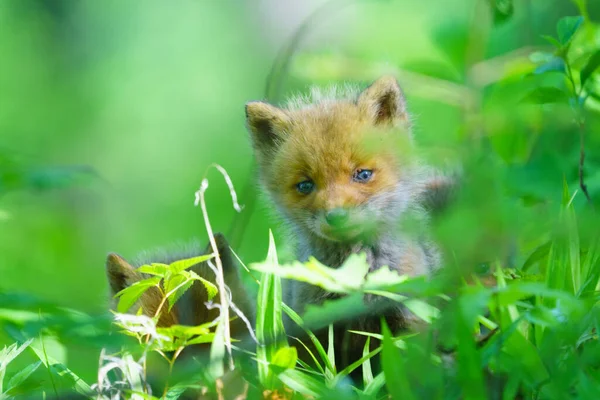 Dětská Liška Hokkaido Japonsku — Stock fotografie