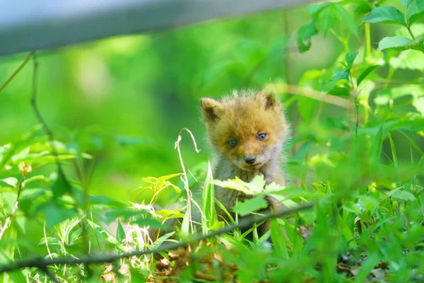 Dětská Liška Hokkaido Japonsku — Stock fotografie