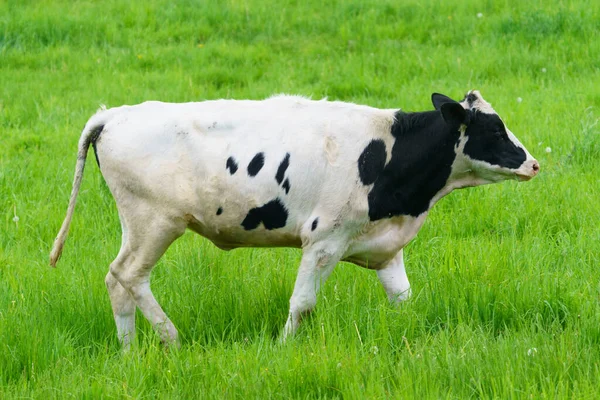 Vaca Diária Pasto Verde — Fotografia de Stock