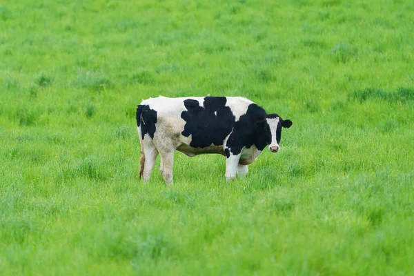 Vaca Diária Pasto Verde — Fotografia de Stock