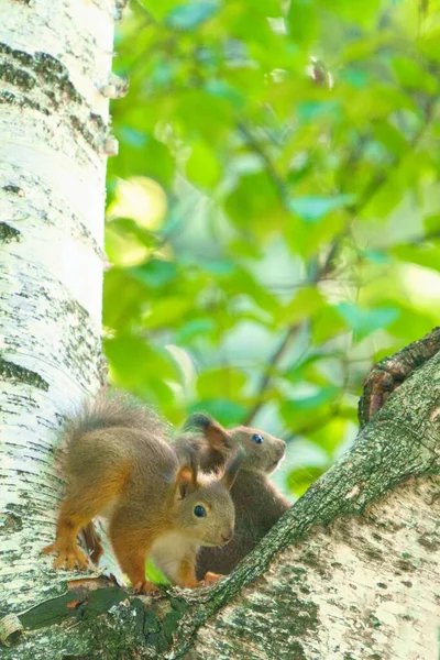 Ardilla Abedul Blanco — Foto de Stock