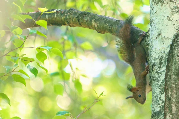 Eichhörnchen Auf Der Weißen Birke — Stockfoto