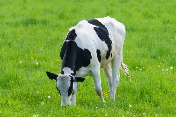 Vaca Diária Pasto Verde — Fotografia de Stock