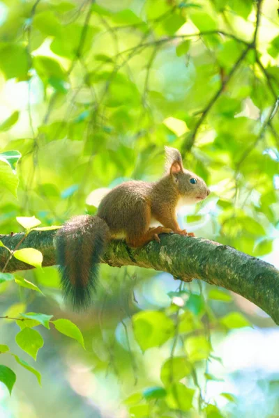 Eichhörnchen Auf Der Weißen Birke — Stockfoto