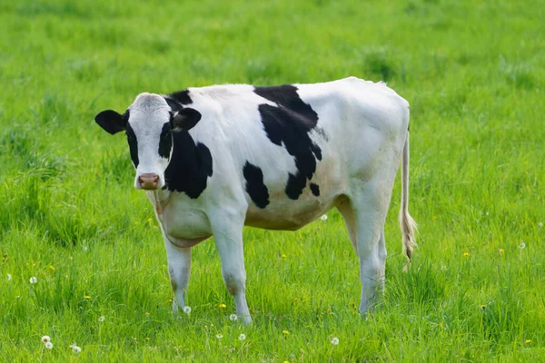 Vaca Diária Pasto Verde — Fotografia de Stock