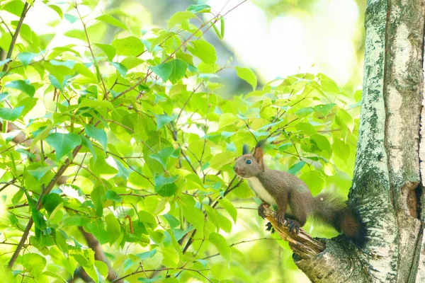 Squirrel White Birch Tree — Stock Photo, Image