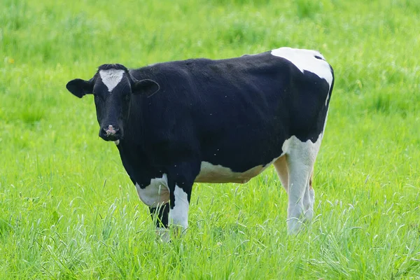 Vaca Diária Pasto Verde — Fotografia de Stock