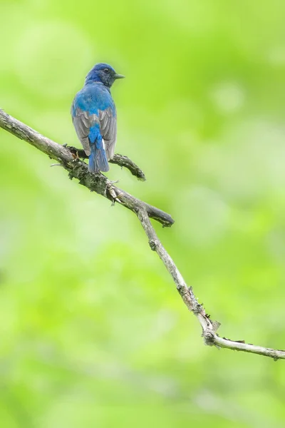 Apanhador Moscas Azul Branco Floresta — Fotografia de Stock