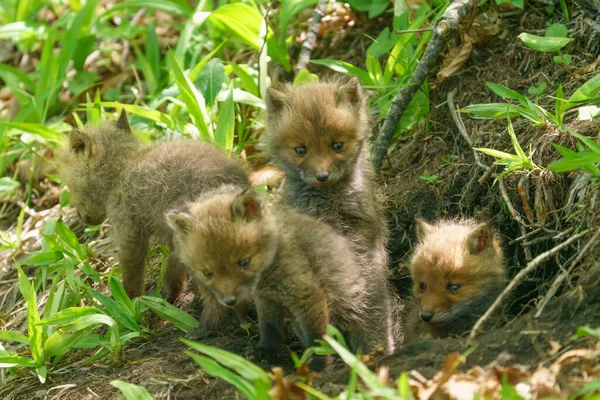 Renard Enfant Près Nid — Photo