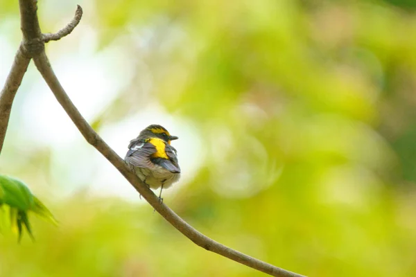 Narcissus Flugsnappare Grön Skog — Stockfoto