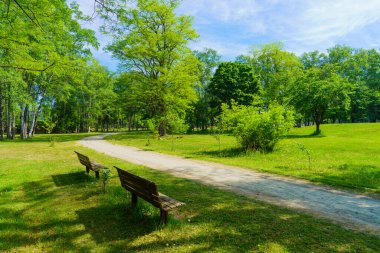 Hokkaido 'da huş ağacı çizili patika