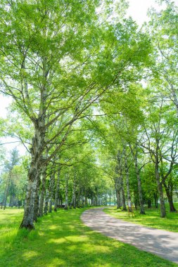 Hokkaido 'da huş ağacı çizili patika