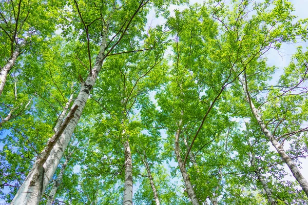 birch tree lined path in hokkaido