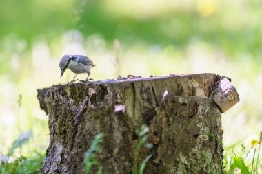Damgada Avrasyalı bir tımarhane