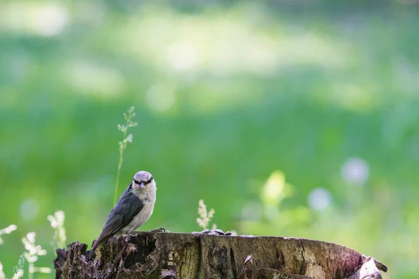 Eurasian Nuthatch Carimbo — Fotografia de Stock