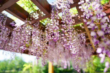 Wisteria yazın çiçek açar hokkaido