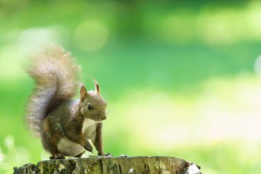 Damganın üzerinde bir sincap.