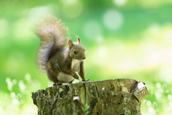 Una Ardilla Sello — Foto de Stock