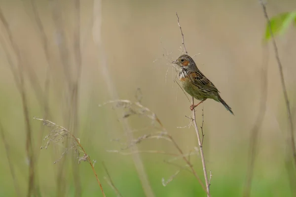 Bruant Oreilles Châtaignier Dans Champ — Photo