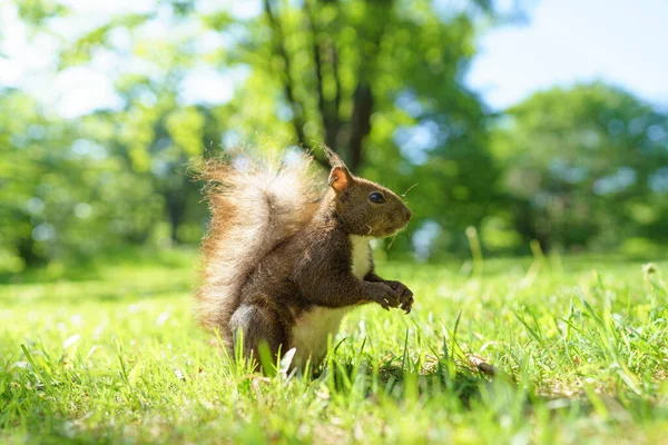 Ekorre Grönt Gräs — Stockfoto