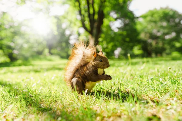 Ekorre Grönt Gräs — Stockfoto