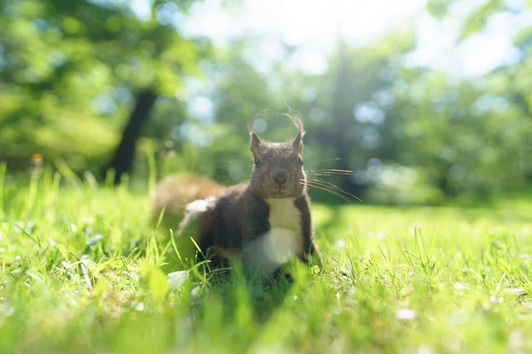 Ekorre Grönt Gräs — Stockfoto