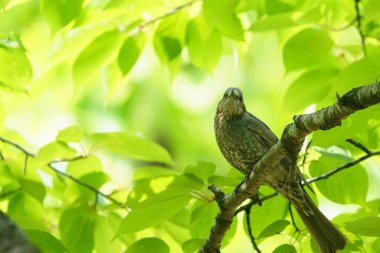 Ormanda kahverengi kulaklı bulbul