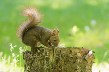 Damganın üzerinde bir sincap.