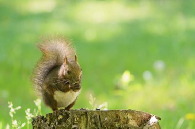 Damganın üzerinde bir sincap.