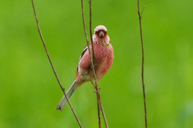Uzun kuyruklu gül ispinozu dalda