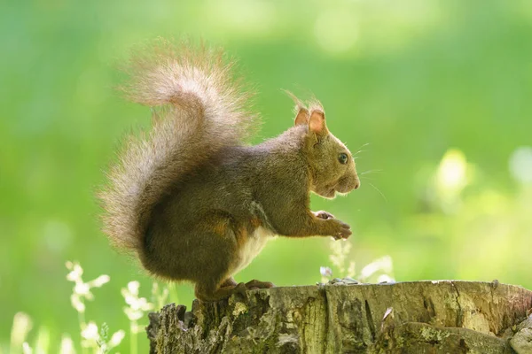 Una Ardilla Sello — Foto de Stock