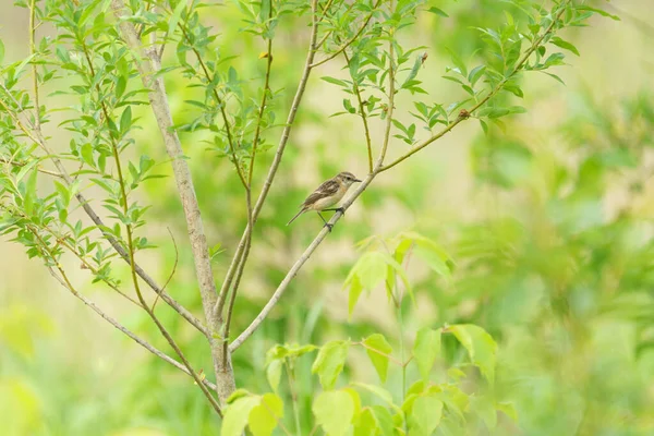 Black Browed Reed Warbler Branch — Stock Photo, Image