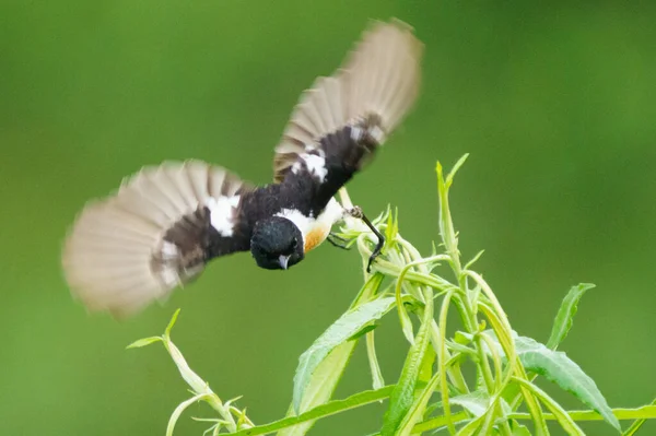 Schwarzkehlchen Fliegen Auf Gras — Stockfoto