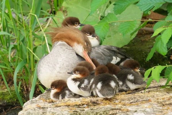 Společný Merganser Rodič Dítě — Stock fotografie