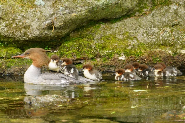 Společný Merganser Rodič Dítě — Stock fotografie