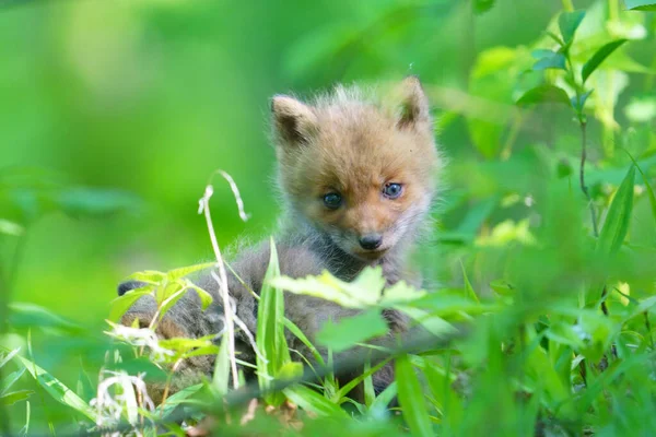 Raposa Criança Verão Hokkaido — Fotografia de Stock