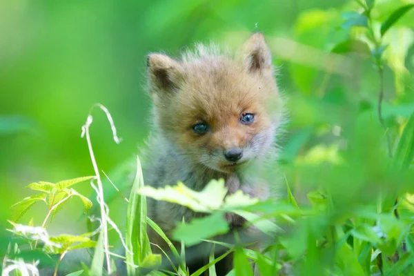 Dětská Liška Létě Hokkaido — Stock fotografie