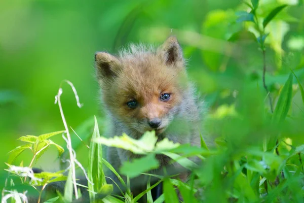 Dětská Liška Létě Hokkaido — Stock fotografie