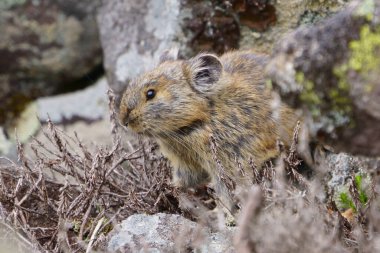 Kayanın üzerinde bir pika