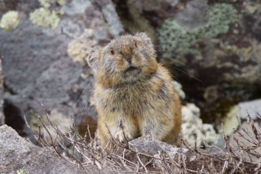 Kayanın üzerinde bir pika