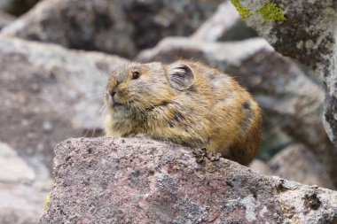 Kayanın üzerinde bir pika