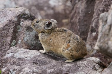 Kayanın üzerinde bir pika
