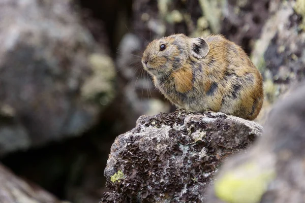 Pika Klippan — Stockfoto