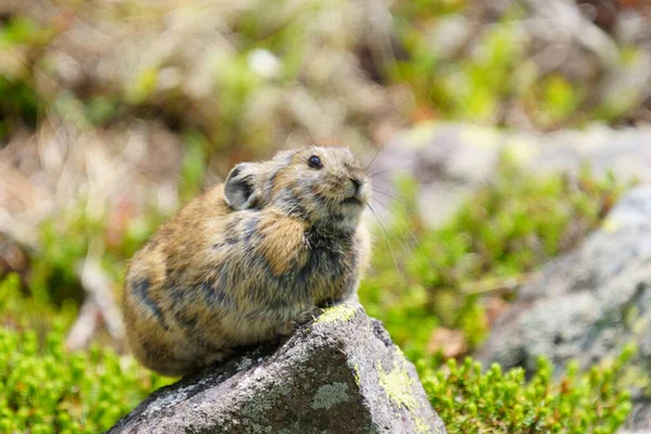 Pika Klippan — Stockfoto