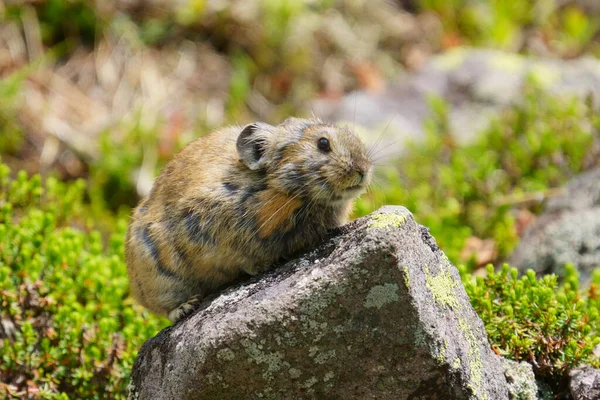 Pika Klippan — Stockfoto