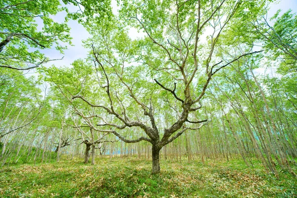 Biały Las Brzozowy Hokkaido — Zdjęcie stockowe