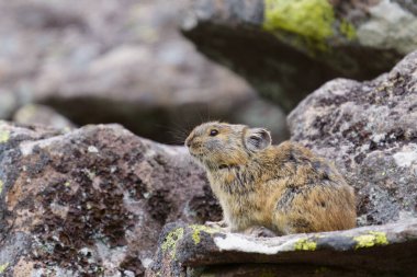 Kayanın üzerinde bir pika